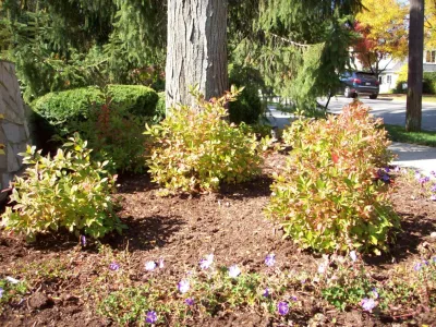 Green Grass, Inc. - Landscape Maintenance in Downers Grove, IL