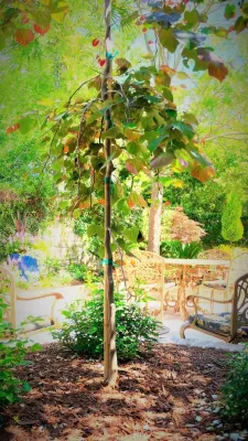 Courtyard Facelift — Landscape Design project by Green Grass Landscape Contractors in Charleston