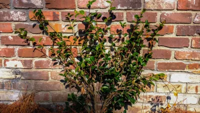 Stately tabby and brick — Landscape Design project by Green Grass Landscape Contractors in Mount Pleasant