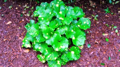 Green Grass Landscape Contractors - Outdoor Lighting Installation in Mount Pleasant, SC