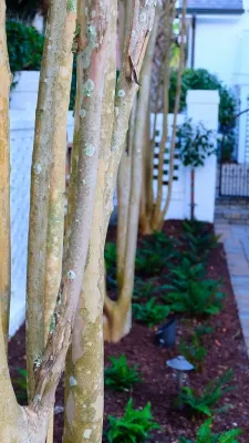 Daniel Island Do-Over — Landscape Design project by Green Grass Landscape Contractors in Charleston