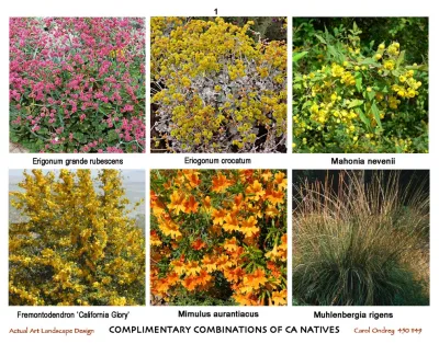 Actual Art Landscape Design - Landscape Design in Santa Barbara, CA