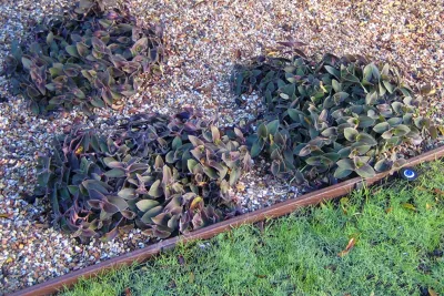 Actual Art Landscape Design - Landscape Design in Santa Barbara, CA