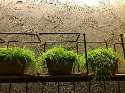 GreenCascade - Garden Remodeling in Delray Beach, FL