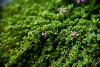 Greenery NYC Garden Design - Landscape Design in Brooklyn, NY