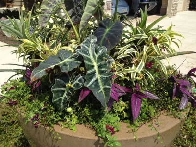 Summer Containers — Landscape Design project by Greenlife Gardens