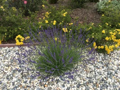 Greensleeves Garden Design - Garden Remodeling in Los Altos, CA