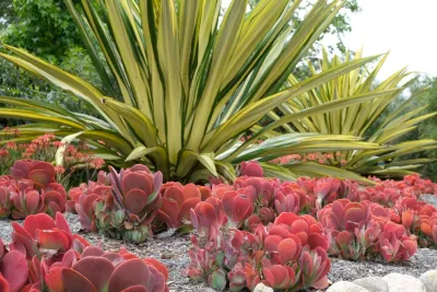 Greg Hebert Landscape Architect - Landscape Design in San Diego, CA