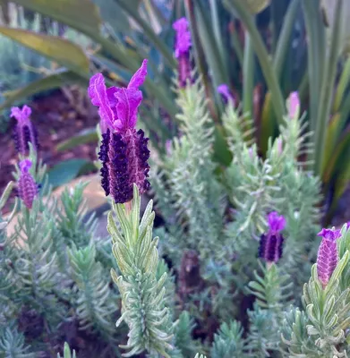 Groundswell Landscaping - Drip Irrigation System Installation in Encinitas, CA