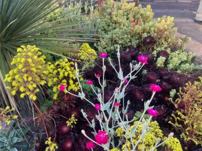 Plants — Landscape Design project by Groundswell Landscaping in Encinitas