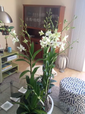 Growing Places Interior Landscape Inc. - Landscape Maintenance in Capistrano Beach, CA