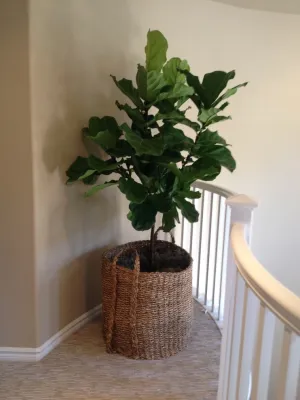 Growing Places Interior Landscape Inc. - Landscape Maintenance in Capistrano Beach, CA