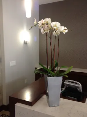 Growing Places Interior Landscape Inc. - Landscape Maintenance in Capistrano Beach, CA