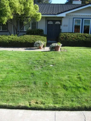 Petaluma Lawn Replacement — Landscape Design project by Hall Landscape Design