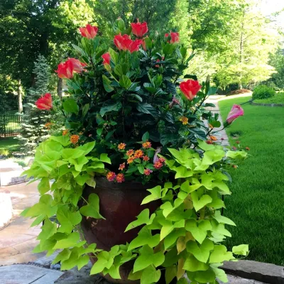 Summer Container Gardens — Landscape Design project by Adorn