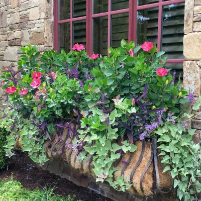 Windowbox Love — Landscape Design project by Adorn in Oklahoma City