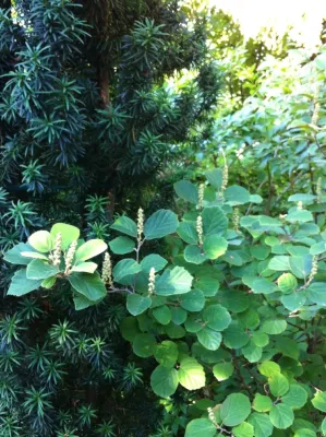 HAZEL Landscapes & Edibles - Tree Planting & Transplanting in Seattle, WA