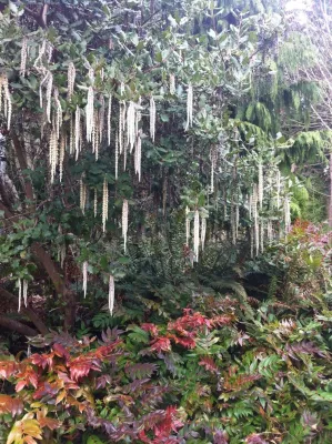 HAZEL Landscapes & Edibles - Tree Planting & Transplanting in Seattle, WA