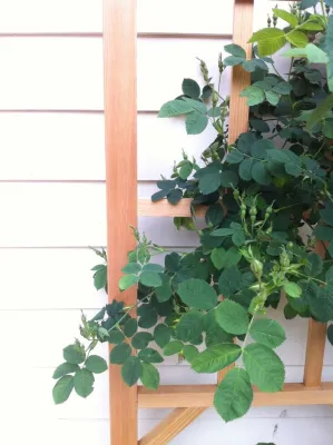 HAZEL Landscapes & Edibles - Tree Planting & Transplanting in Seattle, WA