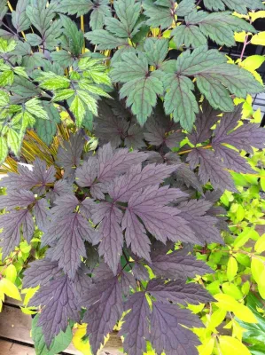 HAZEL Landscapes & Edibles - Tree Planting & Transplanting in Seattle, WA