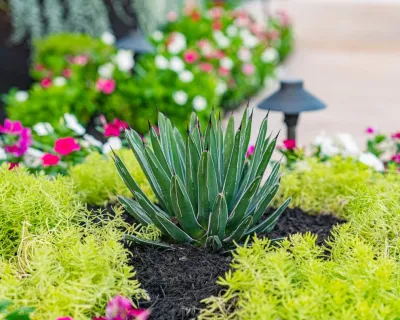 Agave LD,LLC - Garden Remodeling in Rollingwood, TX