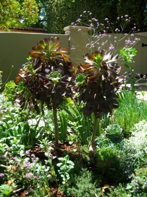 Hillrise Design - Garden Remodeling in Los Angeles, CA