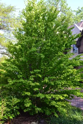 ILT Vignocchi - Landscape Design in Wauconda, IL
