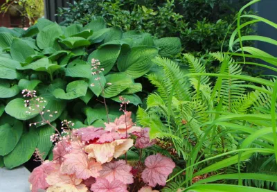 Landscape Plantings by In Harmony Sustainable Landscapes