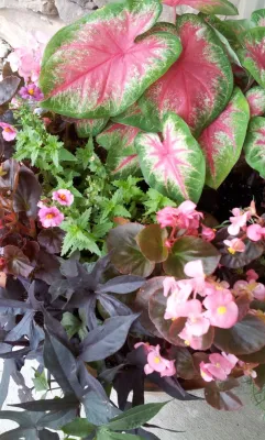 Alfresco Landscapes, LLC - Garden Remodeling in Walker, LA