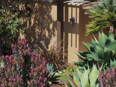 Jackie and the Beanstalk - Garden Remodeling in San Diego, CA