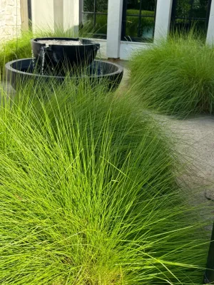 Jackie and the Beanstalk - Garden Remodeling in San Diego, CA