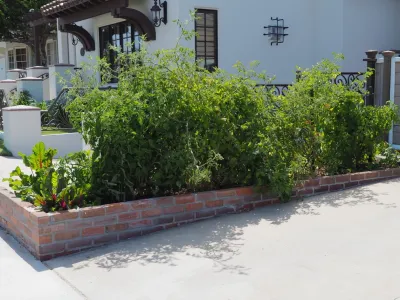 Jackie and the Beanstalk - Garden Remodeling in San Diego, CA