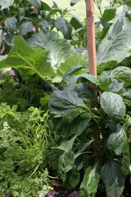 Jackie and the Beanstalk - Garden Remodeling in San Diego, CA