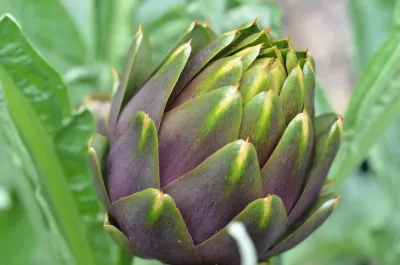 Jackie and the Beanstalk - Garden Remodeling in San Diego, CA