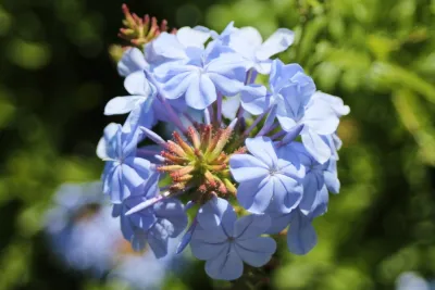 Jeff Macfarlan-Landscape Architect - Garden Remodeling in Nocatee, FL