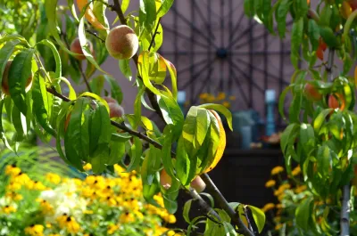 Jeffrey Erb - Garden Remodeling in New York, NY