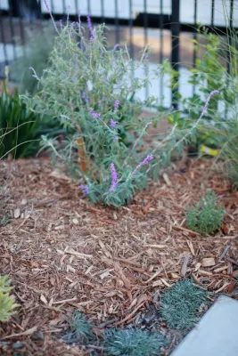 Alma Backyard Farms - Landscape Design in Los Angeles, CA