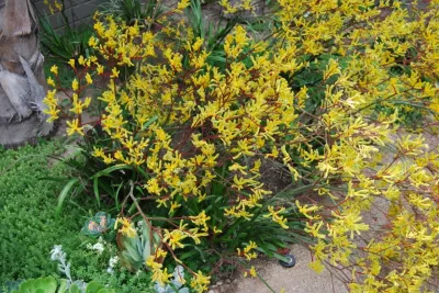 Jeremy Taylor Landscapes - Drought-Resistant Lawn Installation in Venice, CA