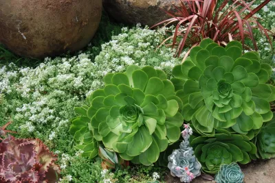 Jeremy Taylor Landscapes - Drought-Resistant Lawn Installation in Venice, CA