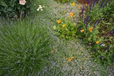 Jolee Horne Landscape Design - Outdoor Lighting Installation in Palo Alto, CA