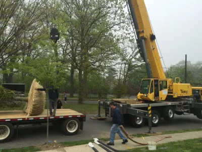 specimen beach tree planting — Landscape Design project by Joseph Bulfamante And Son Landscape Design/Build