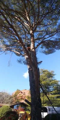 Tree Service — Landscape Design project by Joshua Tree & Landscape Co. in Prescott