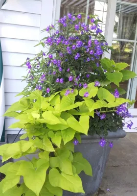 JuliaGarden Design Ltd. - Garden Remodeling in Osterville, MA