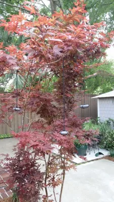 Japanese tree weights / Shaping technique — Landscape Design project by KAPPLE Landscape Design