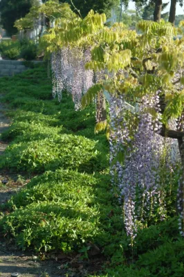 Wisteria Tree House — Landscape Design project by Karen Aitken And Associates