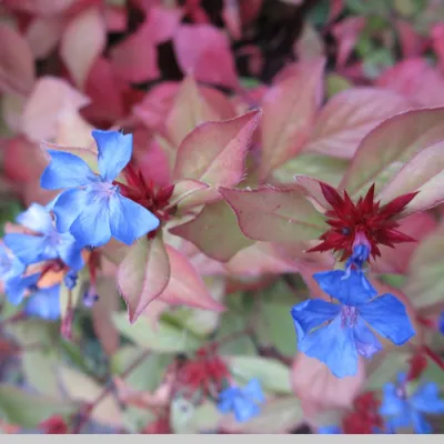 Kate Martin Design - Garden Remodeling in Seattle, WA