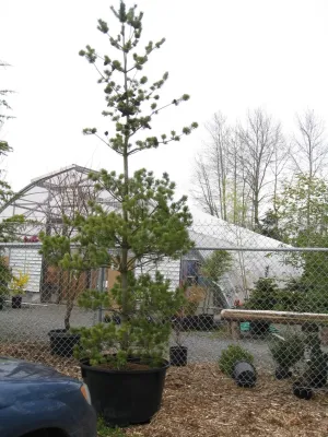 Kate Martin Design - Garden Remodeling in Seattle, WA
