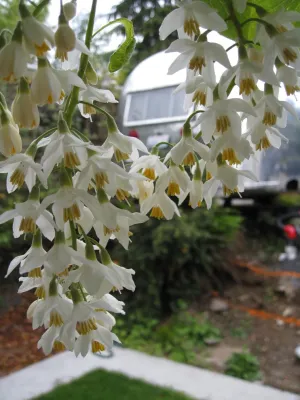 Kate Martin Design - Garden Remodeling in Seattle, WA
