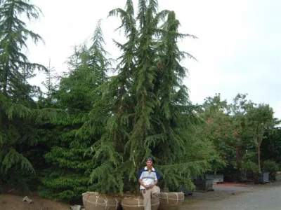 Kate Martin Design: My Favorite Trees — Landscape Design project by Kate Martin Design in Seattle
