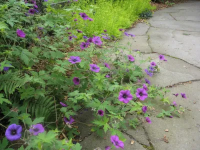 Kate Martin Design: My Favorite Perennials — Landscape Design project by Kate Martin Design in Seattle